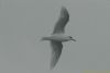 Mediterranean Gull at Southend Pier (Richard Howard) (13074 bytes)